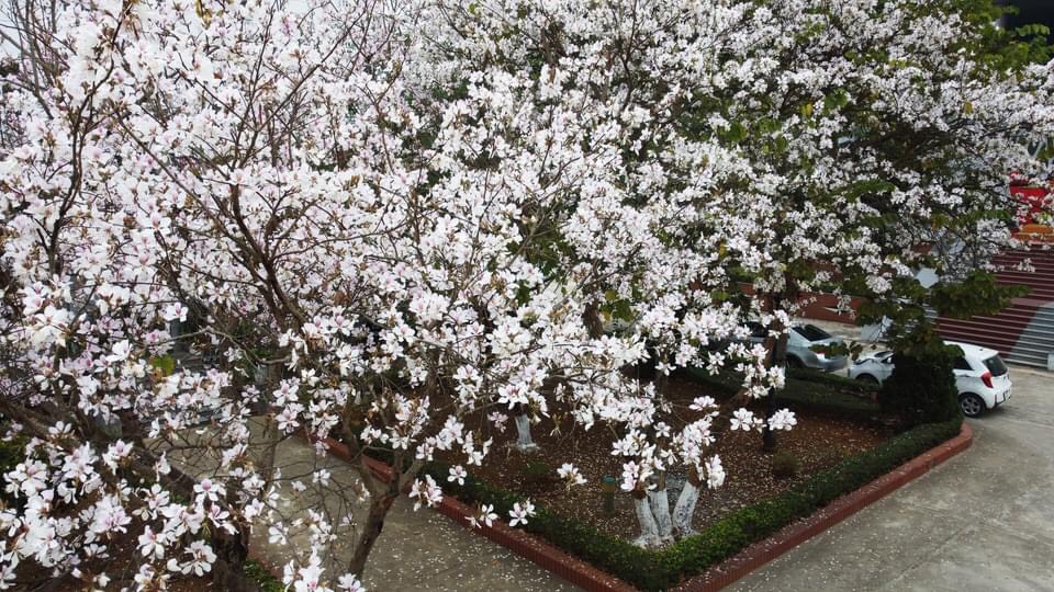 Mùa hoa ban nở trắng trời Mộc Châu